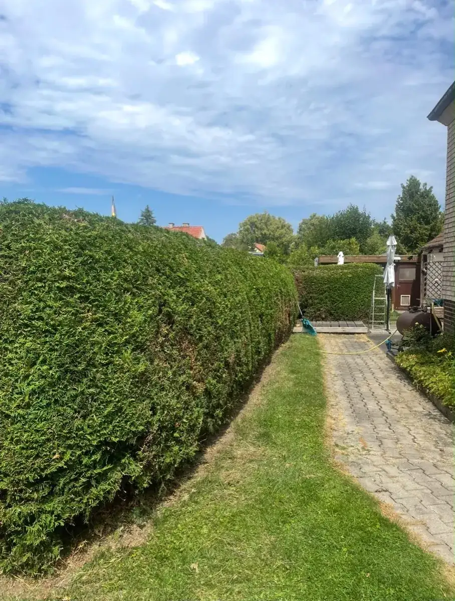Thuja-Hecke im präzisen Formschnitt