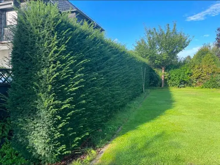 Hecke vor dem Schnitt, ungleichmäßig gewachsen