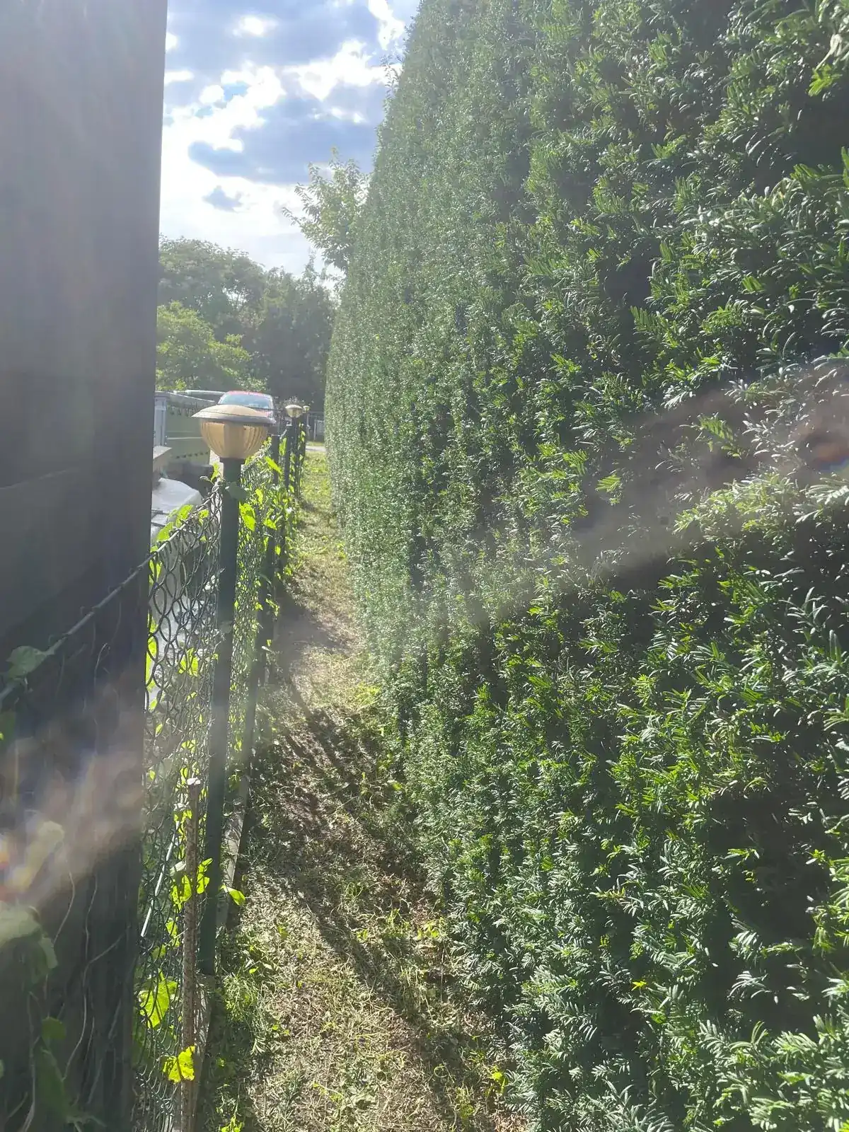 Frisch geschnittene Hecke entlang eines Gartenwegs in Falkensee